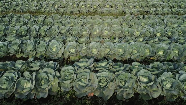 4K aerial top down view of fresh green cabbage rows forming natural pattern in Tumpang Malang