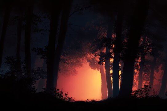 Sunset in the forest.