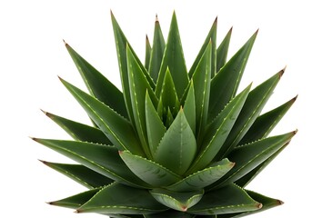 Fototapeta premium Fresh green succulent plant with sharp pointed leaves for home garden decoration