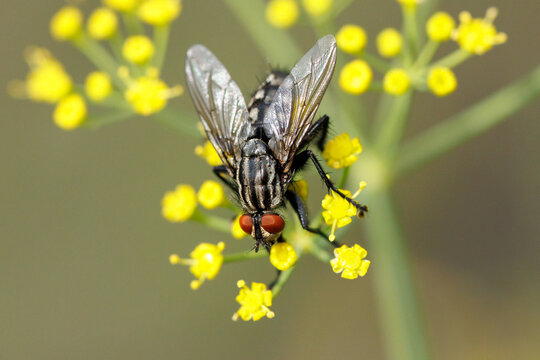 Close-up of a fly perched on tiny yellow flowers
