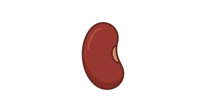 A kidney bean illustration features a reddish brown color against a white background
