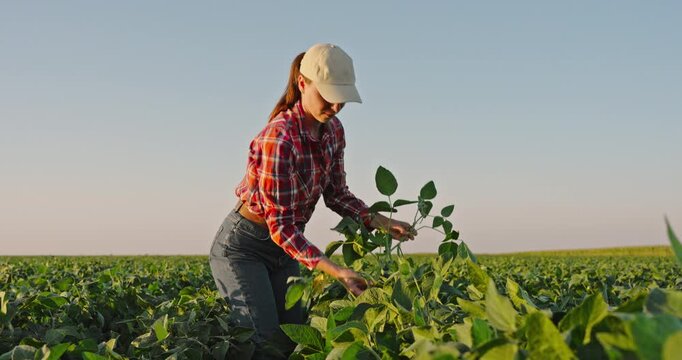 Farmer inspecting a soybean plant in a cultivated agricultural soybean field
