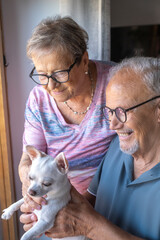 Elderly couple smiling together at home while holding their small white chihuahua dog and sharing a...
