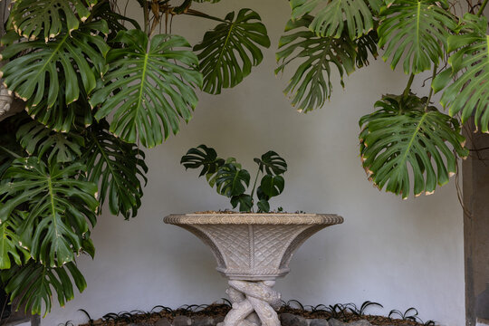 historic fountain structure surrounded by trees and leaves, vignette, Sintra, portugal