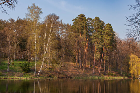 Beautiful scenic view of a forest lake with pine and birch trees at sunset