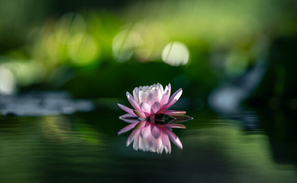 Lotus flower in the pond with green bokeh background and reflection