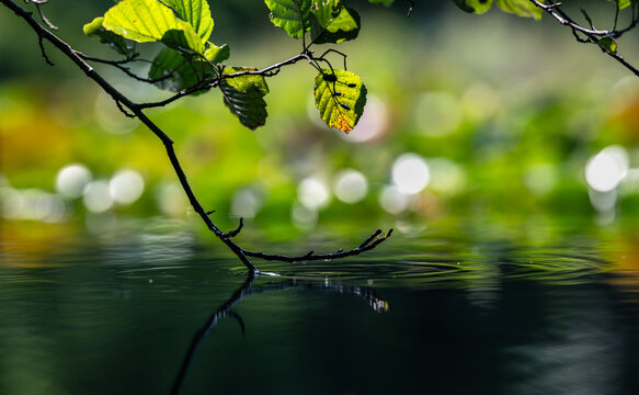 A tree branch dipping into pond water, blur background, shallow depth of field.