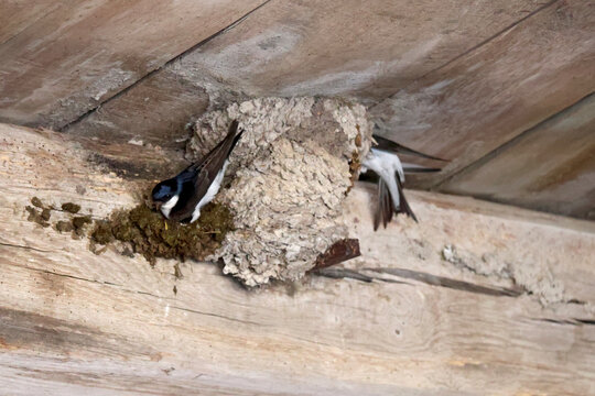 Construction du nid de l hirondelle