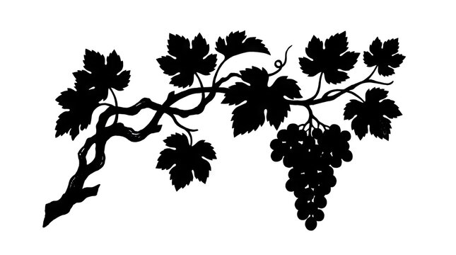Grapevine silhouette with leaves.