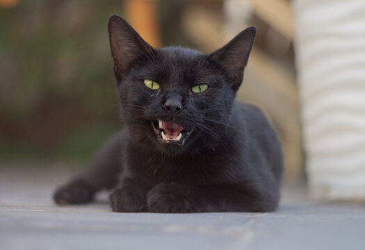 black cat
