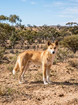 Wild Australian Dingo Standing in the Arid Outback Landscape Under a Clear Blue Sky