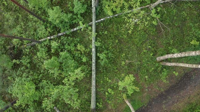 Drone pulling back to reveal exposed roots of fallen tree