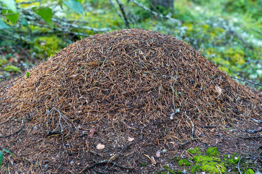 Large forest ant nest built from pine needles and plant material on the woodland floor