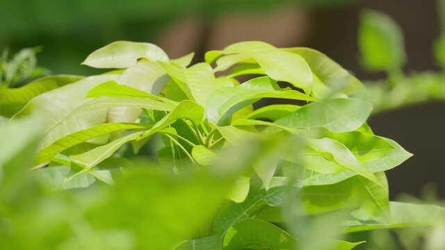 Fresh Green Leaves of Manalagi Mango Tree