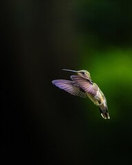 Ruby-throated Hummingbird inflight close up in dramatic lighting © Steve