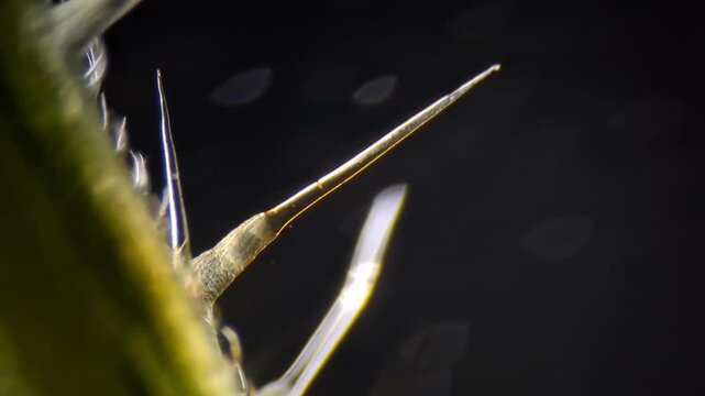 Microscope Extreme Macro of Nettle Stinging Hair Injection Mechanism