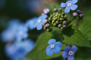 Makro