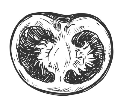 Sketch of a halved cherry tomato. Retro style vector clip art. Detailed ink drawing imitating engraving. Farm pomidoro cut in half. Botanical illustration of a ripe vegetable.