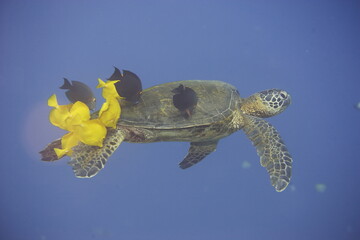 Green sea turtle  being clean by yellow tangs along the reef near Hawaii © willtu