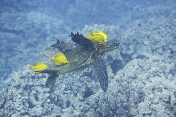 Green sea turtle  being clean by yellow tangs along the reef near Hawaii © willtu