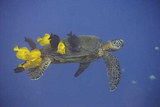 Green sea turtle  being clean by yellow tangs along the reef near Hawaii