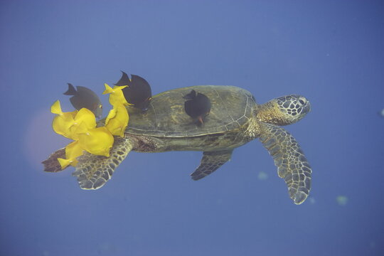 Green sea turtle  being clean by yellow tangs along the reef near Hawaii