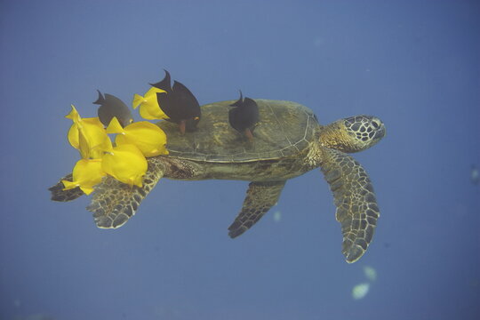 Green sea turtle  being clean by yellow tangs along the reef near Hawaii