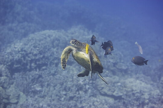 Green sea turtle swimming near a reef along Hawaii