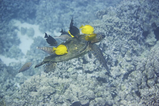 Green sea turtle  being clean by yellow tangs along the reef near Hawaii