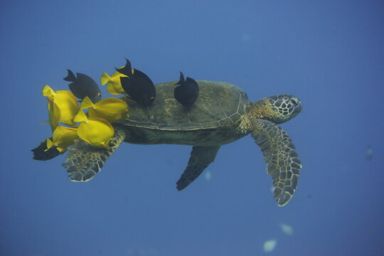 Green sea turtle  being clean by yellow tangs along the reef near Hawaii