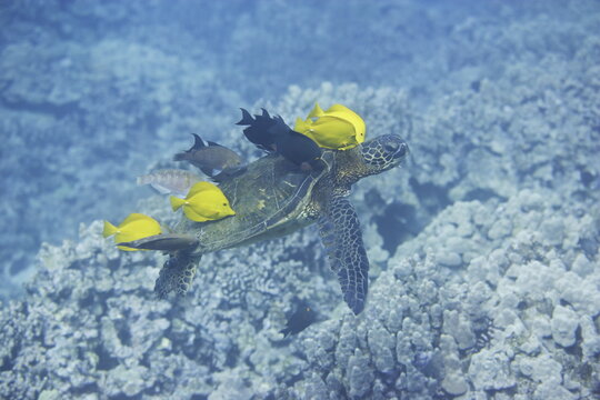 Green sea turtle  being clean by yellow tangs along the reef near Hawaii