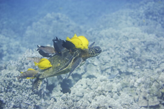 Green sea turtle  being clean by yellow tangs along the reef near Hawaii