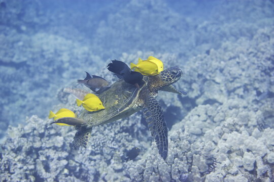 Green sea turtle  being clean by yellow tangs along the reef near Hawaii