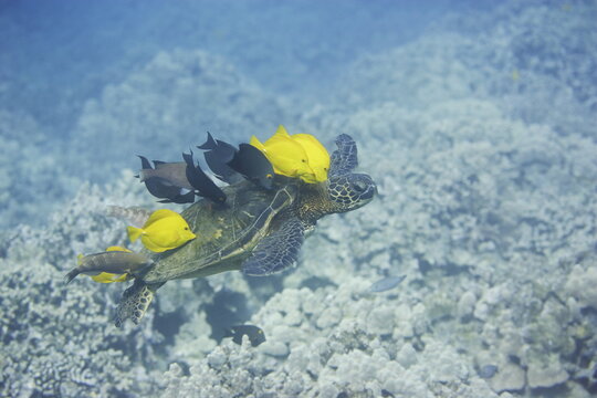 Green sea turtle  being clean by yellow tangs along the reef near Hawaii