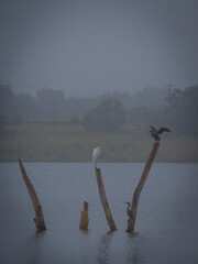 Naklejka premium A white egret and cormorants perched on weathered wooden snags in a calm foggy lake surrounded by distant trees at dawn