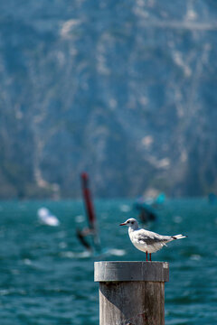 Sport acquatici sul Lago di Garda