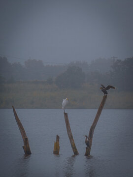 A white egret and cormorants perched on weathered wooden snags in a calm foggy lake surrounded by distant trees at dawn