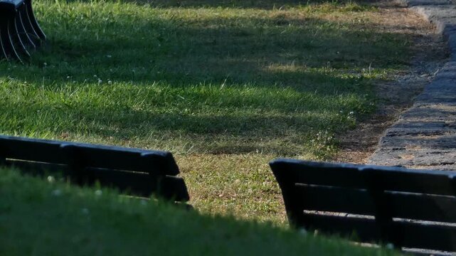 A park bench with long shadows stretching across the grass in the afternoon sun.
