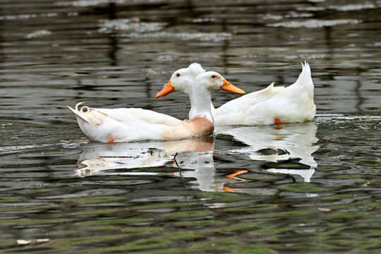 ducks on the water