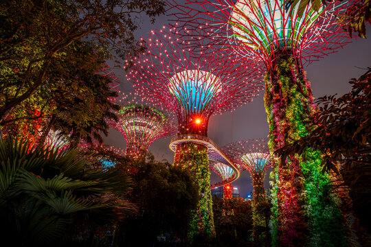 Supertree Grove Illuminated at Night, Gardens by the Bay, Singapore