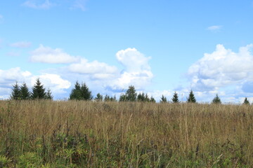 Fototapeta premium Landscape of a field, forest, and blue sky on a summer day in late August