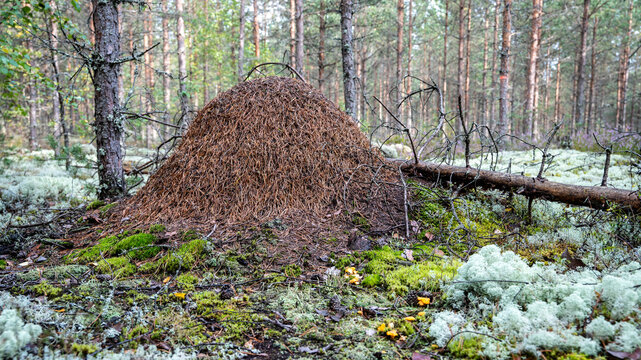 Large anthill made of pine needles on a moss and lichen covered forest floor in a natural coniferous woodland