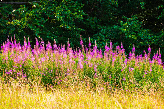 fireweed bloom on the meadow near beech forest. wild purple herb in Carpathian mountains on a late summer day