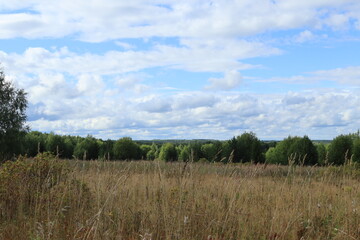 Fototapeta premium landscape with trees and clouds