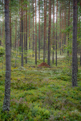 Large anthill surrounded by tall pine trees and lush forest vegetation in a peaceful coniferous woodland © Edijs