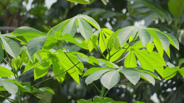 Young Cassava Shoots Growing on a Plant
