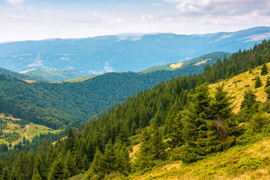 coniferous forest on a mountain slope. Ukrainian Carpathians in summertime. Chornohora ridge. forested dale beneath an overcast vault. lush greenery. view from mountain top