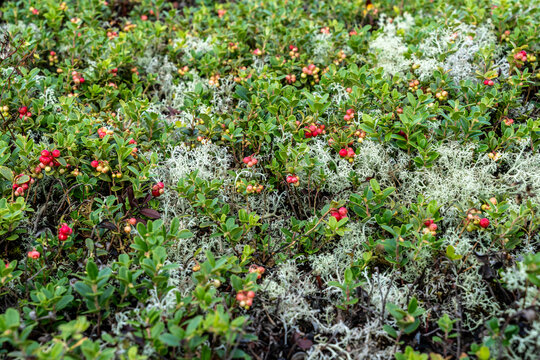 Wild lingonberries growing among pale reindeer lichen on the forest floor in a northern pine woodland