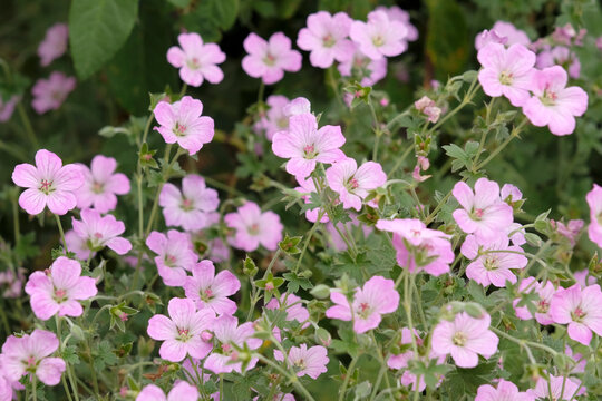 Pink hardy geranium, cranesbill, &lsquo;Mavis Simpson&rsquo; in flower.