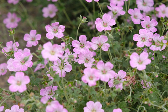 Pink hardy geranium, cranesbill, &lsquo;Mavis Simpson&rsquo; in flower.